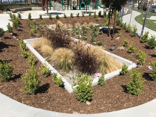 Rectangular rain garden with ornamental grasses, shrubs, and mulch, bordered by concrete and surrounded by young plants.